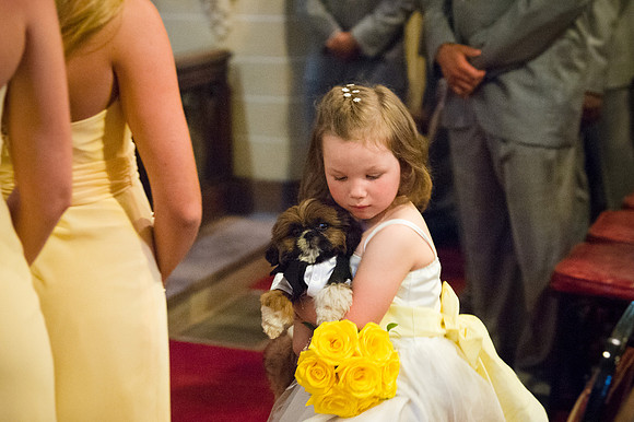 Bridal Party Dog Ringbearer