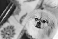 0013_ElizabethShaneWed-1